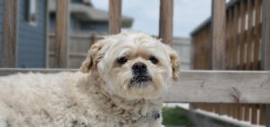 A little white dog staring at the camera lounging on a deck